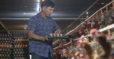 Giá trứng gà lao dốc vì tin đồn trứng giả: Hiệp hội Gia cầm Việt Nam kêu cứu