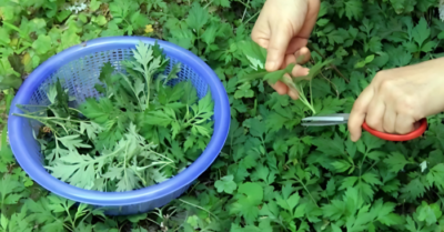 Cây ngải cứu: Vị thuốc quý từ thiên nhiên