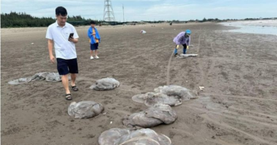 Hàng trăm tấn sứa dạt vào bờ Thịnh Long, người dân Nam Định đổ xô vớt kiếm tiền triệu