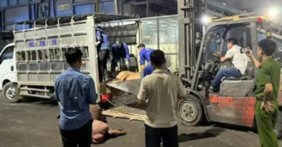 Xe tải chở hơn 1 tấn lợn chết bốc mùi ở Vĩnh Phúc: Thịt bẩn suýt lên bàn ăn?