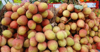 Vải thiều giảm giá kỷ lục giữa mùa bội thu, nông dân lo lỗ nặng