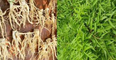 Đinh lăng – Giải pháp xanh cho làn da sáng, dáng xinh, tóc khỏe