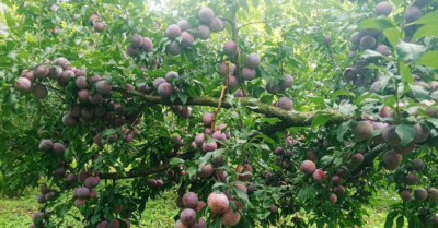 Mận hậu Sơn La có thật sự “rớt giá thảm” chỉ còn 2.000 đồng/kg?