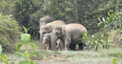 Người đàn ông ở Đồng Nai bị voi tấn công tử vong khi cố xua đuổi đàn voi khỏi rẫy