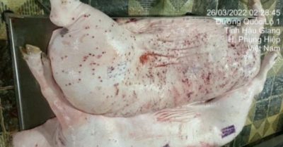 Nhân viên kiểm dịch heo C.P sai quy trình, không lập biên bản tiêu hủy