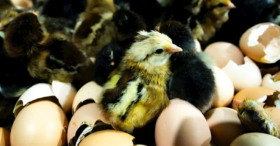 Nghề ấp trứng xã Yết Kiêu – Bí quyết vận hành hiệu quả từ liên kết cộng đồng