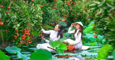 Thanh Hà mùa vải – Trải nghiệm chèo thuyền hái vải giữa “miền Tây” đất Bắc