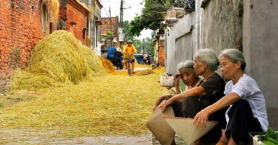 Về quê mùa lúa chín – Một vé về tuổi thơ không hẹn trước