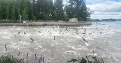 Nghìn con cá nhảy loạn trên mặt hồ gây xôn xao: Chuyên gia lên tiếng lý giải
