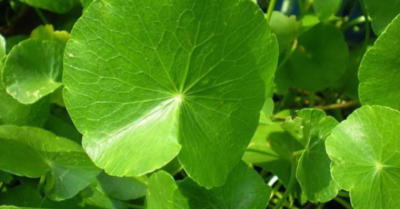 Rau má: Thảo dược trường thọ 5000 năm từ xứ Thiên trúc