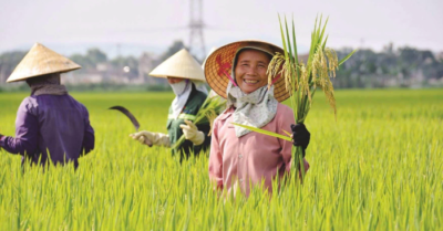 Câu chuyện người nông dân: Hạt gạo ngọt, mồ hôi mặn