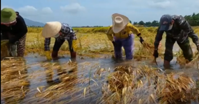 Nông dân chủ động thắng mưa –giữa thời tiết bất định