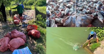 Cá chết trắng mặt hồ Kẻ Gỗ: Tuabin thủy điện và dấu hỏi sinh thái phía sau dòng nước