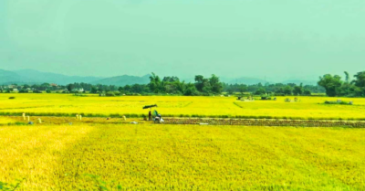 Mùa lúa vàng – những mảnh hồi ức không thể nào quên