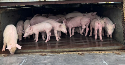 Chặn xe tải chở 97 con lợn nhiễm dịch tả lợn châu Phi vào Đắk Lắk