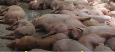 Vĩnh Long: Phát hiện và xử lý ổ dịch tả heo châu Phi tại xã Mỹ Thuận