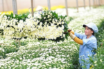 Xuất khẩu hoa và lá cây: Ngành hàng tỷ USD tiềm năng của Việt Nam