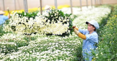 Xuất khẩu hoa và lá cây: Ngành hàng tỷ USD tiềm năng của Việt Nam