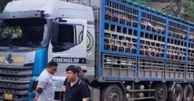 Phát hiện xe tải chở 14 tấn heo nhiễm dịch tả châu Phi từ Sơn La về Hà Nội tiêu thụ