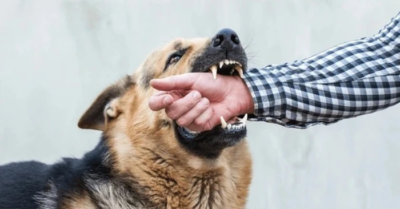 Loại virus nguy hiểm từ thú đe dọa tính mạng con người