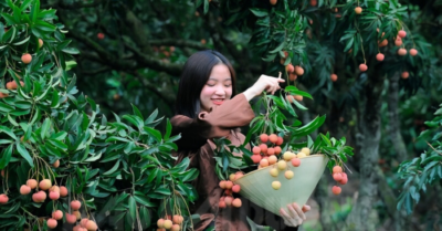 Du lịch vườn vải – Đừng chỉ bán vải, hãy bán cả trải nghiệm