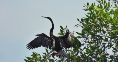 Chim cổ rắn quý hiếm ở hồ Bán Nguyệt, Phú Mỹ Hưng