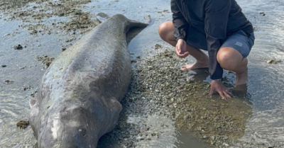 Nàng tiên cá Dugong chết tại Côn Đảo