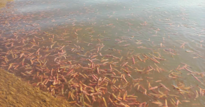 Về Hải Phòng “săn” rươi – Trúng mùa nông dân dư tiền ăn Tết