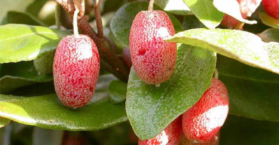 Cây nhót Việt Nam: Quà vặt tuổi thơ nay thành “mỏ vàng” giá 3,5 triệu đồng/cây