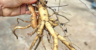 Phát hiện loài sâm tiến vua tưởng tuyệt chủng, bất ngờ mọc đầy ở bìa rừng Quảng Ngãi