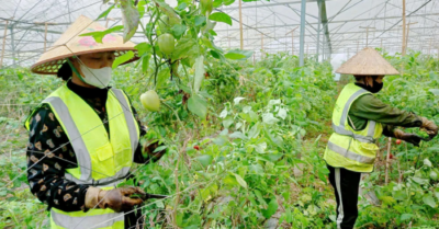 Vân Sơn phát triển tiềm năng trồng rau hữu cơ xuất khẩu