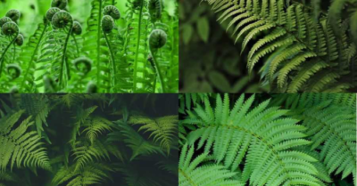 Dương xỉ – loài cây mọc dại ven đường nhưng là kho báu dinh dưỡng ít ai ngờ