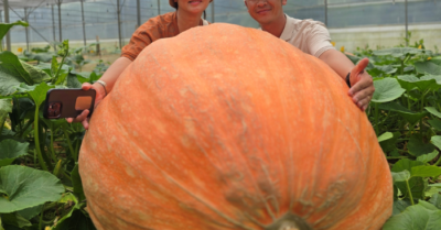 Nông dân Lâm Đồng gây chú ý với quả bí ngô nặng hơn 170kg, chọn cách tặng thay vì bán