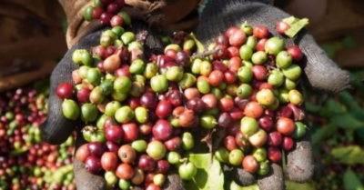 Giá cà phê tăng mạnh vượt 104.000 đồng/kg: Nguyên nhân và tác động