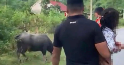 Bé gái 4 tuổi bị trâu húc tử vong: Bài học cảnh báo an toàn