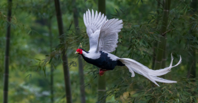 Bản án 6 năm tù vì gà Lôi Trắng: Bài học đắt giá về pháp luật bảo tồn