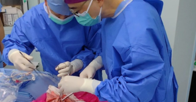 Lần đầu ghép thành công phổi heo biến đổi gene cho người chết não