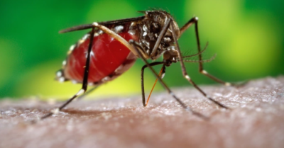 Muỗi chikungunya lan rộng ở châu Á, Việt Nam cảnh giác cao