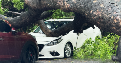 Cây cổ thụ bật gốc đè bẹp hai ô tô ở Hà Nội