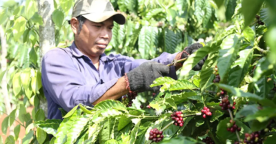 Giá cà phê trong nước tiếp tục lập kỷ lục, tiệm cận 124.000 đồng/kg