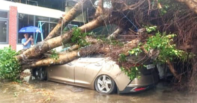 Cây xanh bật gốc đè ôtô sau mưa lớn ở Lâm Đồng
