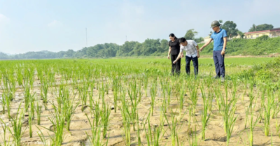 Phục tráng giống lúa nếp Gà Gáy ở Sơn Lương: Giữ gìn nguồn gen quý, nâng tầm thương hiệu đặc sản Mường