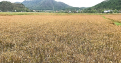 Nghệ An: Hàng chục nghìn ha lúa chìm trong nước sau hai cơn bão liên tiếp