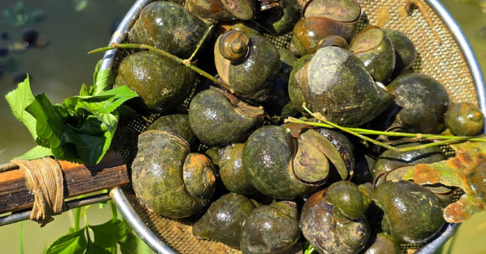 Hành trình thoát nợ nhờ nuôi ốc bươu