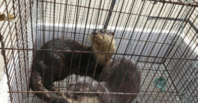 Đồng Tháp: Người dân giao nộp rái cá quý hiếm