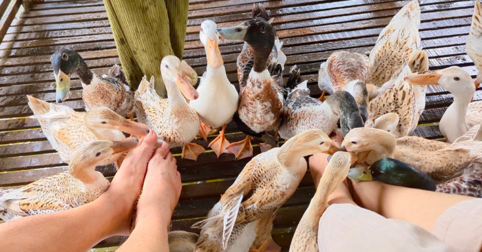 Du khách thích thú trải nghiệm vịt massage