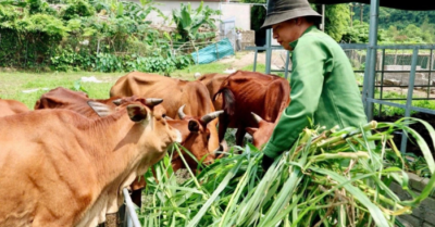 Đa dạng sinh kế giúp Nghệ An giảm nghèo bền vững