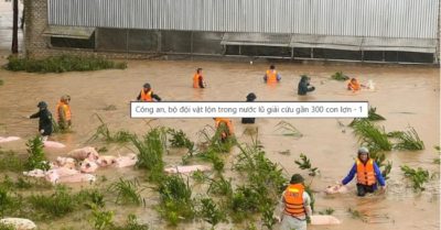 Công an, bộ đội Nghệ An vật lộn trong nước lũ giải cứu gần 300 con lợn