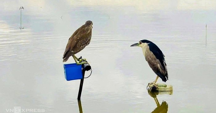 Tiêu thụ động vật hoang dã: