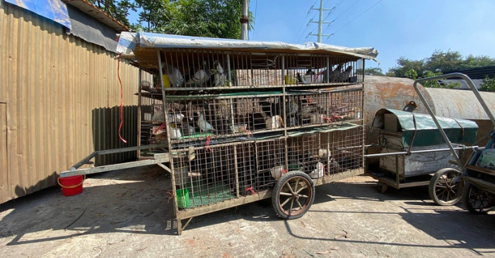 Tiêu thụ động vật hoang dã: 